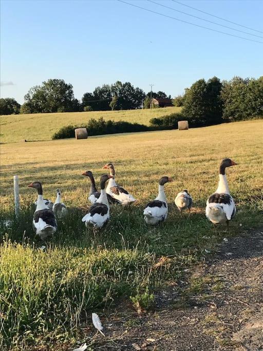 « Le Vieux Hangar » Gite A La Ferme Truffe Exterior foto